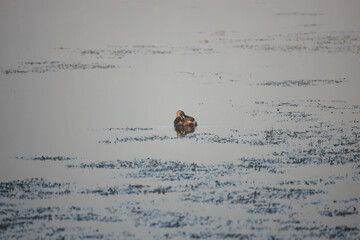 Lonley grebe swimming in a pond on a calm day