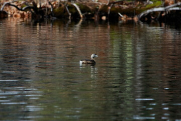 Duck swimming in a dark lake in the forest on a gloomy day