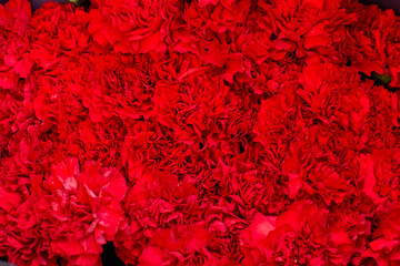 Lots of red carnation buds. Background for text. Bouquet of flowers