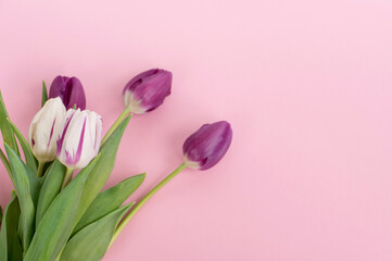 Bright colorful tulips with stripes lie on a pink background. With space for placement.