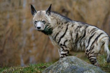 Arabian Striped hyaena