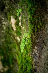 Vertical shot of a green plant growing on a mossy rock