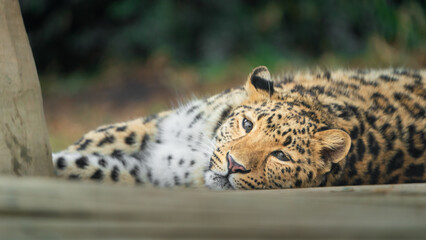 Amur leopard