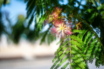 beautiful pink inflorescences of Albizia julibrissin