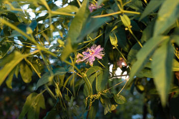Tropical exotic garden. Wild nature. Closeup of pink passion fruit flower and green leaves. Concept of organic gardening