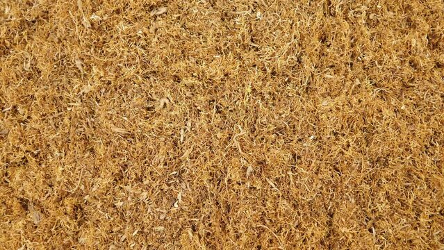 Tobacco. High quality dry cut smoking tobacco leaves. View from top