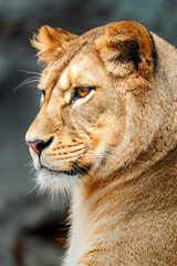 Fototapeta na wymiar North African lion