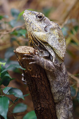 Frilled lizard
