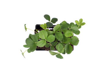 Vegetable garden in may, strawberry plants. Isolates on transparent background. Gardening. Precision cut and flawless finish make it easy to incorporate the image into your projects.