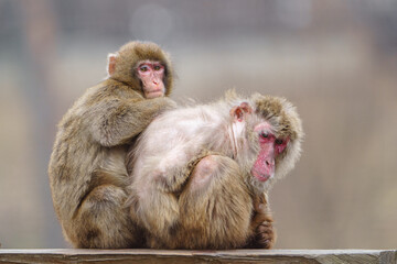 Japanese macaque