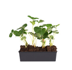 Strawberry plants, for vegetable garden. Fruit to plant in May. Isolates on transparent background. Gardening. Precision cut finish make it easy to incorporate the image into your projects.