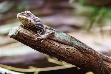 Frilled lizard