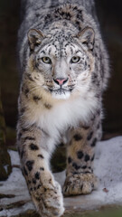Naklejka na ściany i meble Snow leopard