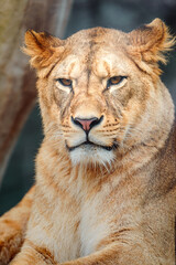 Fototapeta na wymiar North African lion