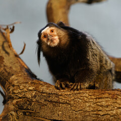 Black-tufted marmoset