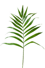 Top view of an coconut leaf isolated on a white background, good for design elements, summer