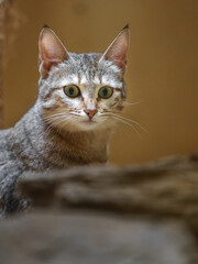 Arabian wild cat