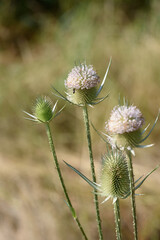 Dipsacus