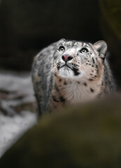 Snow leopard