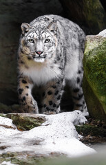 Snow leopard