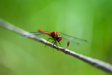 dragonfly