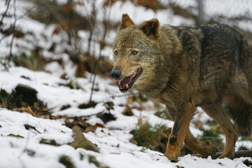Iberian wolf