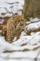 Eurasian lynx