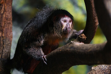 Guianan Saki
