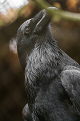 Common Raven