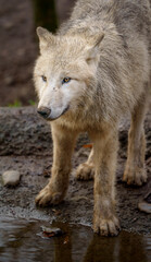 Arctic wolf