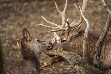 Altai wapiti