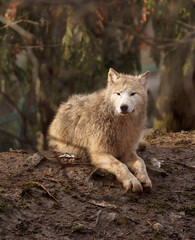 Arctic wolf