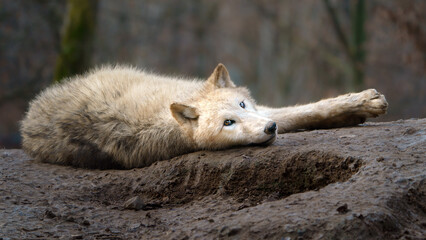 Arctic wolf