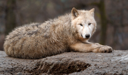 Arctic wolf