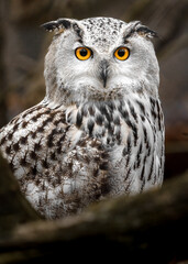 Eurasian eagle owl