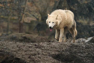 Arctic wolf