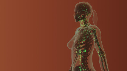 Female lymphatic system medical concept
