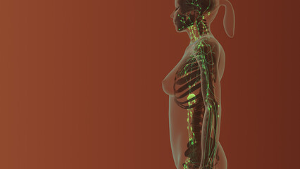 Female lymphatic system medical concept