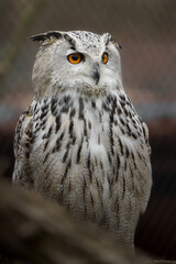 Eurasian eagle owl