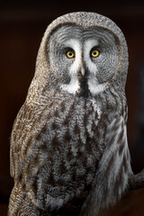 Great grey owl