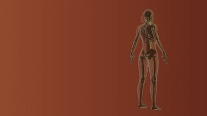 Fototapeta na wymiar Female lymphatic system medical concept