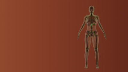 Female lymphatic system medical concept