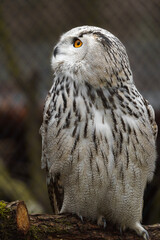 Eurasian eagle owl