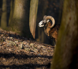 Mouflon
