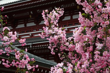 Fototapeta na wymiar Tokyo cherry blossoms in Asakusa district