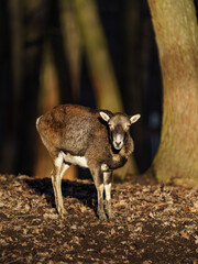 Mouflon