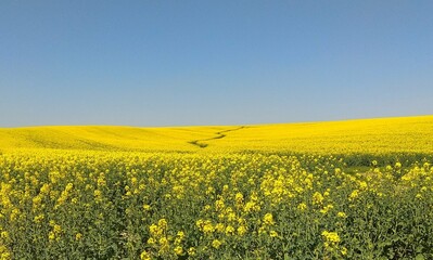 A river in a yellow field with a blue sky