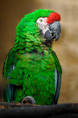 Mexican military macaw