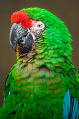 Mexican military macaw