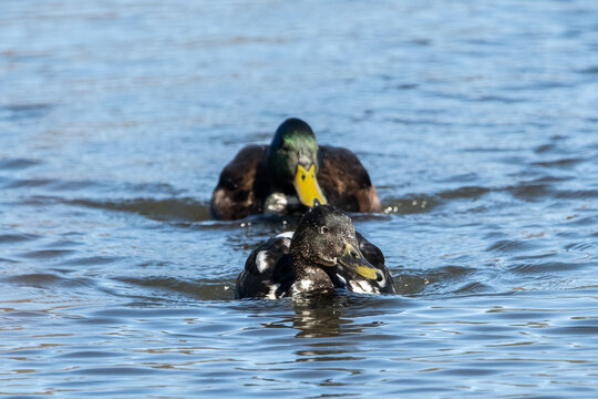 Pair of Manky Mallard hybrid ducks swimming toward camera.